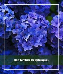 Climbing hydrangea does best when grown in u.s. 10 Best Fertilizer For Hydrangeas 2021 Top Picks Guide