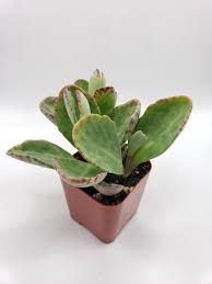 Image result for Kalanchoe humilis
