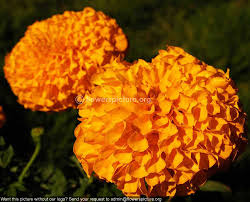 Flower Show Flowers Marigold