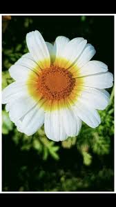 Image result for Glebionis