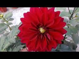 Pin On Garden Manju Shrivastav