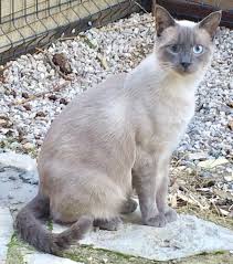 Adoption De Diams Moyen Chat Siamois Region Languedoc Roussillon
