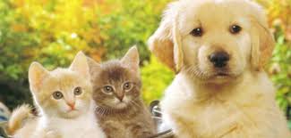 Kedi Ve Kopekleriniz Icin Odul Mama Hazirlayin Hayatkolay