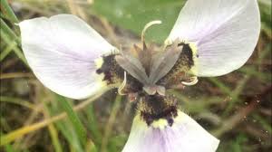 Image result for Moraea