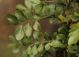 Image result for Ptaeroxylon obliquum