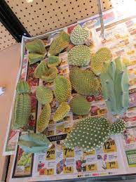 Congratulations on your purchase of cacti cuttings, and/or potted plant safety warning: How Long For Cactus To Callus Tjs Garden