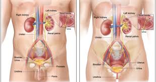 It may affect the bones, liver the ureters are the tubes that connect the kidneys to the bladder. Cdo Urology Surgery Flashcards Quizlet