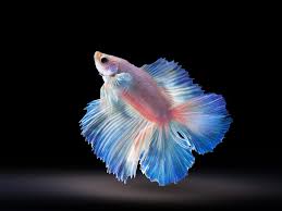 This videos is about steps on how to breed betta fish in aquarium. Types Of Betta Fish Fin Types Scale Types Colors More