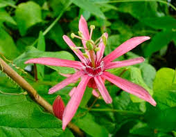 Image result for Passiflora sanguinolenta