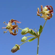 Image result for Litogyne gariepina