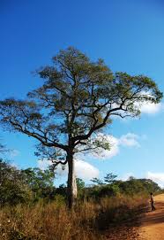 Image result for Afzelia