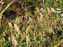 We did not find results for: Chasmanthium Latifolium De Bloeimeesters