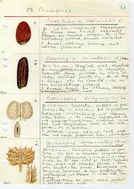 Image result for Corchorus saxatilis
