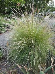 Image result for Elionurus