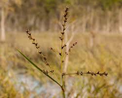 Image result for Scleria