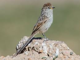 Image result for Tridactyle stevartiana