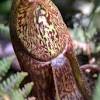Pitchers up to 35cm long, held upright from the end of. Https Encrypted Tbn0 Gstatic Com Images Q Tbn And9gcqvodge0nnxg3ddegpotltwstyv 7lwhvhbcsyr7v 4i42jrmdq Usqp Cau