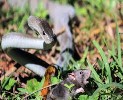 Über die schwarze mamba oder black mamba ranken sich ebenfalls viele legenden. Schwarze Mamba Der Kuss Des Todes 3sat Mediathek