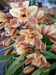 There are 587 suppliers who sells cymbidium orchids on alibaba.com, mainly located in asia. Cymbidium Orchid