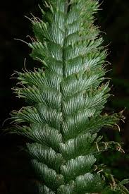 Image result for Trichomanes