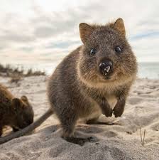 萌到讓人難以招架 超可愛動物 短尾矮袋鼠quokka 攝影集 cute animals quokka animal happy animals