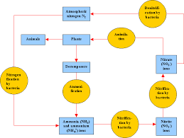 nitrogen cycle