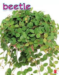 Pin On Plants