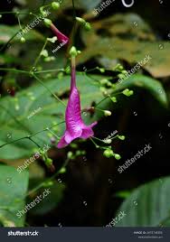 Image result for Strobilanthes hamiltoniana