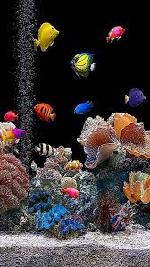 Pin By Deborah On Under The Sea Aquarium Live Wallpaper Fish Wallpaper Saltwater Fish Tanks