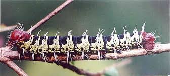 Image result for Lannea antiscorbutica