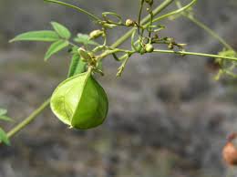 Image result for Cardiospermum