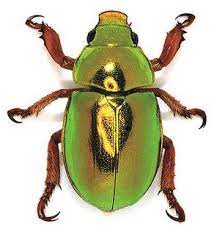 Anoplognathus Parvulus By Pasa La Vida Via Flickr Beetle Insect Beautiful Bugs Bugs And Insects