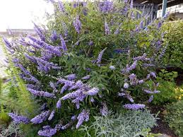 Image result for Vitex amaniensis