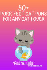 50 Hiss Terically Purr Fect Cat Puns For Any Cat Lover
