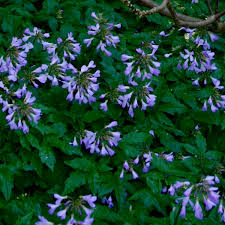 Image result for Cardamine obliqua