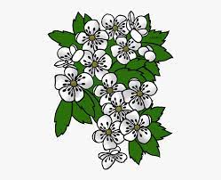 Stats on this coloring page. Missouri State Flower Drawing Missouri State Flower Hd Png Download Transparent Png Image Pngitem