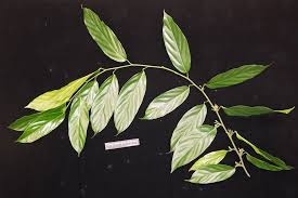 Image result for Strombosia