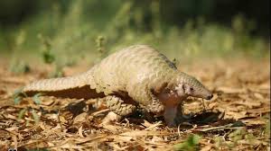 Pangolin is a lightweight portable rapid development library for managing opengl display / interaction and abstracting video input. Rare Indian Pangolin Rescued By Wildlife Sos Near Agra The Weather Channel Articles From The Weather Channel Weather Com
