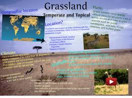 Grassland Biome In A Box Grassland Shoebox Project Google Search Grassland Biome Biomes Project Grassland