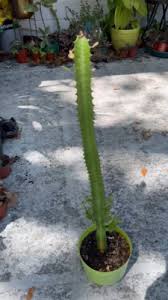 Image result for Euphorbia tholicola