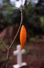 Image result for Tabernanthe