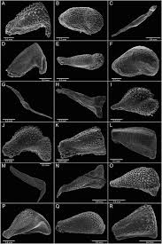 Image result for Dinophora spenneroides