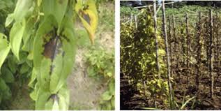 Image result for Dioscorea cayenensis