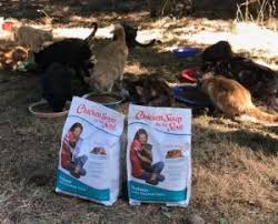 View available dogs, cats, rabbits, horses and more. 400 Desperate Cats Needed A Ton Of Love And Food And Got Even More American Humane American Humane