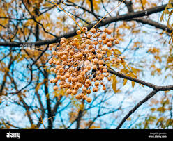 Image result for Melia azedarach