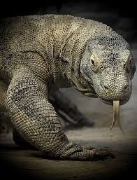 It is designed to give you a greater level of security and privacy than chromium technology currently offers by blocking web spies and trackers including cookies. The Best Blog Around Cute Reptiles Komodo Dragon Komodo