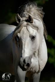 Pin By Muhammet On Gorgeous Horses In 2020 Pretty Horses Horses Horse Photos