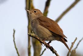 «ce sont les turdidés qui émettent ce chant assez sonore à la fin de la nuit: Rossignol Philomele Birdie Memory