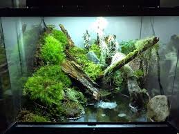 Terarium Vs Paludarium Apakah Itu Waterdecor Splashnews Informasi Seputar Dekorasi Air Mancur Aquarium Kolam Dan Pets