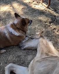 Tai: il cavallino adottato dal cane Zip - Dog.it